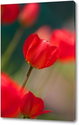   Постер Тюльпаны, весна.
