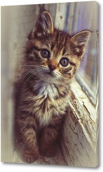   Постер Котёнок в окне