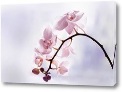   Постер Нежные орхидеи 3