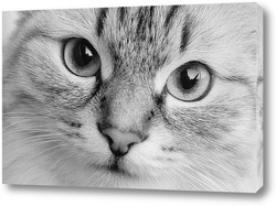   Постер Глаза кошки