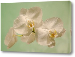   Постер Белая орхидея