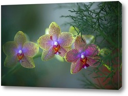   Постер орхидеи  