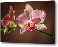 Орхидея гибридная