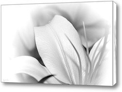   Постер Белая лилия.