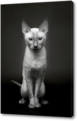   Постер Портрет кошки