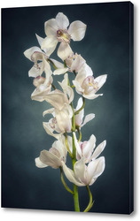    Ветка орхидеи цимбидиум