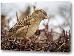  Goldfinch, Carduelis carduelis, perched on wooden perch with blurred natural background