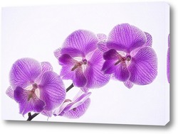   Постер Ветка цветущей орхидеи фаленопсис