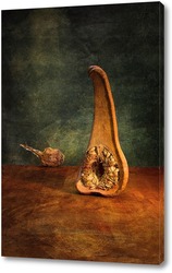   Постер Анатомия тыквы. Тыква и засушенная редька