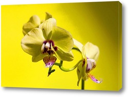   Постер желтая орхидея
