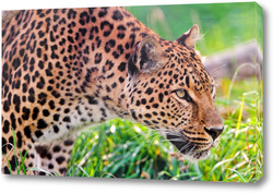   Постер Леопард 29000