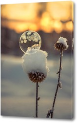   Постер Мыльный пузырь на сухом растении ,покрытом снегом