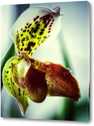   Постер Орхидея пафиопедилюм Лианум