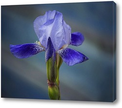  Орхидея ванда синяя