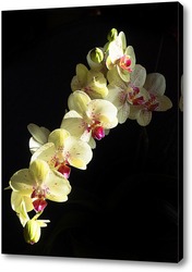   Постер Орхидея на черном