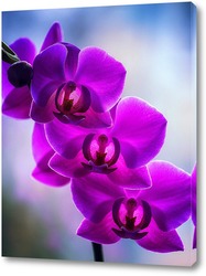   Постер Орхидея фаленопсис Золушка