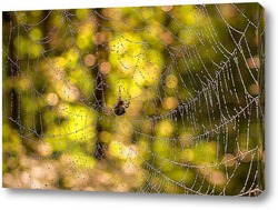    Изображение большой паутины с каплями росы  с пауком 