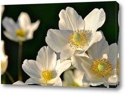   Постер Белые цветы
