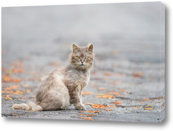    A cat is sitting on an asphalt road
