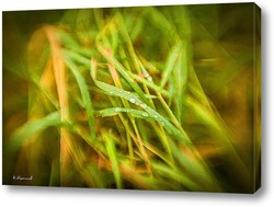   Постер Дождевые капли на зелёной траве
