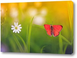   Постер яркая оранжевая бабочка сидит на летнем лугу