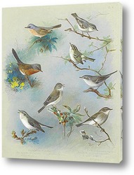   Картина Певчая птица и Крапивники