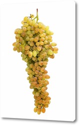   Постер Большая гроздь винограда кишмиш