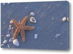   Постер Starfish004