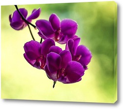   Постер Орхидея доритинопсис 