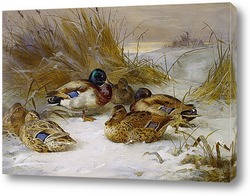   Постер Зимний пейзаж с утками