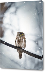   Постер Owl in winter forest on stump. Pygmy small bird via snowfall. Small owl in natural habitat. Glaucidium passerinum