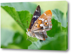   Постер European peacock butterfly (Aglais io). Copy space.
