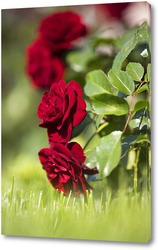   Постер розы в траве