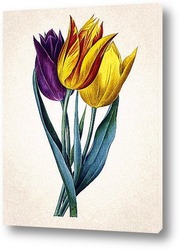   Постер Тюльпаны Геснера