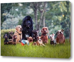   Постер Такие разные собаки