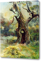   Постер Старый дуб