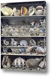   Картина Коллекция раковин