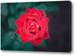   Постер Beautiful red rose flower, closeup.	