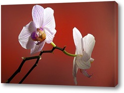   Постер орхидеи 