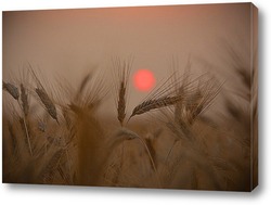   Постер Пшеничный закат