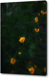   Постер Лютики цветочки