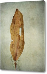   Постер лист ландыша