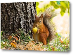  Squirrel in the autumn park.	