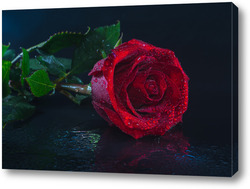   Постер "красная роза на черном фоне".