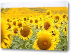 Beautiful landscape with sunflower field over blue sky. Nature concept..	