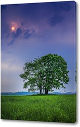   Постер Несколько деревьев одиноко стоящих в поле на фоне пасмурного неба и солнца пробивающегося сквозь тучи
