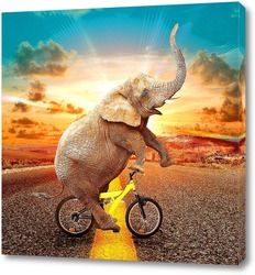  Постер Слон на велосипеде