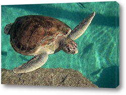    Turtle014