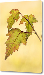   Постер Красивые осенние листья
