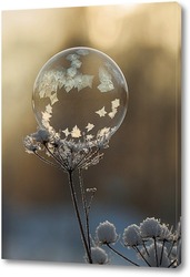    Замёрзший мыльный пузырь на высохшем цветке